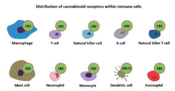 Cannabinoid receptors in immune cells (Lucaciu et al., 2021).