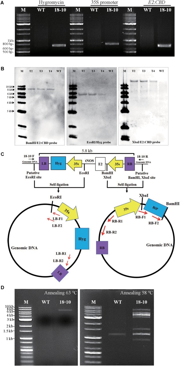 Transgenic plant line 18–10 contains only a single-copy insertion of the MELCHE2 construct in an intergenic region. (A) PCR analysis of the T-DNA in transgenic Nicotiana benthamiana line 18–10. Genomic DNA was extracted and used for PCR amplification of hygromycin resistance gene, 35S promoter, and E2:TEV:CBD:HDEL. PCR products were analyzed by agarose-gel electrophoresis. M, DNA size markers (relevant sizes indicated to the left of the panel); WT, wild type. (B) Southern-blot analysis of transgenic line 18–10. Genomic DNA from T2, T3, and T4 generations of line 18–10 was digested with restriction endonuclease BamHI, EcoRI, or XbaI, and probed with E2:TEV:CBD:HDEL-specific or hygromycin resistance gene-specific probes (hygromycin resistance gene). M, DNA size markers (relevant sizes indicated to the left of the panel); WT, wild type. (C) Schematic view of the fusion construct T-DNA, restriction sites of BamHI, XbaI and EcoRI and primer sets used for iPCR. XbaI, upstream of BiP and BamHI, downstream of BiP were used for finding out RB insertion site. EcoRI, downstream of tNOS was used for LB insertion site. (D) Isolation of the full-length T-DNA in transgenic line 18–10 by PCR. The primer set was designed from the genomic DNA regions around the LB and RB insertion sites, as indicated in (C). PCR was performed with genomic DNA of wild-type plants and transgenic line 18–10 as template. Two independent reactions were carried out at different annealing temperature 63oC (left panel) or 58oC (right panel), respectively. PCR products were analyzed by agarose-gel electrophoresis. M, DNA size markers (relevant sizes indicated to the left of the panel); WT, wild type.