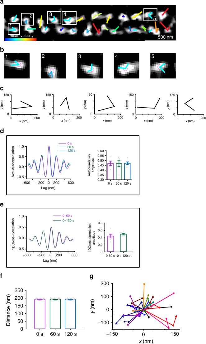 Periodic CB1 hotspots display stable dynamics revealed by live SIM imaging.a Representative live image of transfected CB1-RFP in the primary neuron (DIV 9–12) of the SD rat acquired by SIM. Individual CB1 hotspots are marked with purple balls, and locations of each individual time points are connected with lines. Line colors indicate trace indexes. N = 3 biological replicates. b Five CB1 hotspots shown in (a) with their relative locations. c Displacement changes from (b) are around 60–70 nm between neighboring time points. d Averaged autocorrelation analysis of CB1 distributions at different time points with the histogram of the autocorrelation amplitude. p = 0.99 (no significance), one-way ANOVA. Actual autocorrelation from left to right, 0.47 ± 0.02, 0.47 ± 0.03, 0.47 ± 0.02. e Averaged cross-correlation analysis between the neighboring frames (0 vs 60 s, 0 vs 120 s) showed similar distribution properties and histogram showing amplitude of average cross-correlation. p = 0.386 (no significance), statistical analysis was performed by unpaired two-tailed Student’s t test. Actual cross-correlation amplitude (from left to right), 0.45 ± 0.05; 0.51 ± 0.02. f The histogram of CB1 spacing across time points. p = 0.69 (no significance, one-way ANOVA). Actual spacing (from left to right), 192 ± 0.6, 192 ± 0.7, 191 ± 0.6 nm. Data in (d−f) are mean ± s.e.m. (N = 3 biological replicates; 70–120 axonal regions were examined per condition). g Traces of the individual CB1 hotspots over time. Source data are provided as a Source Data file.