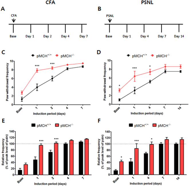 Increased pain response in pMCH−/− mice in the CFA- and PSNL-induced pain models. CFA-induced pain model experiments (A,C,E). PSNL-induced pain model experiments (B,D,F). Experimental designs of the CFA- and PSNL-induced pain model experiments shown in A and B, respectively. Graphs summarizing paw withdrawal frequency in response to mechanical allodynia (C,D). Bar graphs summarizing the peak level of pain during mechanical allodynia (E,F). n = 5–6 in all groups. *p < 0.05, ***p < 0.001 compared with the pMCH+/+ group. All data were analyzed by two-way RMANOVAs followed by post hoc Bonferroni tests. The results are expressed as means ± SEM.