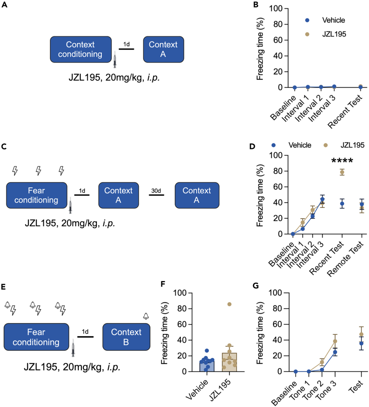 JZL195 promotes contextual but not cued fear memory consolidation(A) The procedure of naive contextual conditioning (nVehicle = 10, nJZL195 = 8).(B) The freezing time of mice in Context A (two-way ANOVA, the main effect of intervals: F(4,64) = 2.182, p = 0.081; the main effect of vehicle vs. JZL195: F(1,16) = 0.0003, p = 0.986; the interaction effect: F(4,64) = 2.114, p = 0.089; Sidak’s post hoc test of vehicle vs. JZL195 at recent test: p = 0.248).(C) The procedure of contextual fear conditioning.(D) Freezing time of mice during fear conditioning, recent contextual test, and remote contextual test (two-way ANOVA, the main effect of intervals: F(5,155) = 62.850, p < 0.0001; the main effect of Vehicle (n = 18) vs. JZL195 (n = 15): F(1,31) = 3.076, p = 0.089; the interaction effect: F(5,155) = 9.789, p < 0.0001; Sidak’s post hoc test of Vehicle vs. JZL195 at Recent Test: p < 0.0001, and at Remote Test: p = 0.985).(E) The procedure of cued fear conditioning.(F) The basal contextual freezing in Context B (Mann-Whitney test, U(91,99) = 36, p = 0.497).(G) Freezing time of mice during tone-cued fear conditioning and tone-cued test (two-way ANOVA, main effect of tones: F(4,68) = 29.340, p < 0.0001; main effect of vehicle (n = 10) vs. JZL195 (n = 9): F(1,17) = 3.383, p = 0.083; interaction effect: F(4,68) = 0.868, p = 0.488; Sidak’s post hoc test of vehicle vs. JZL195 at test: p = 0.475). Data are represented as the mean ± SEM. “∗∗∗∗” represents p < 0.0001.
