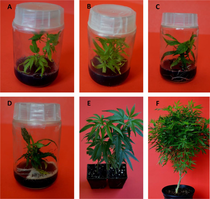 Micropropagation of Cannabis sativa L. (A, B) Formation of shoots, (C, D) Initiation of rooting, (E) Well acclimatized rooted plants in jiffy pots, and (F) Fully grown in vitro raised plants at vegetative stage.