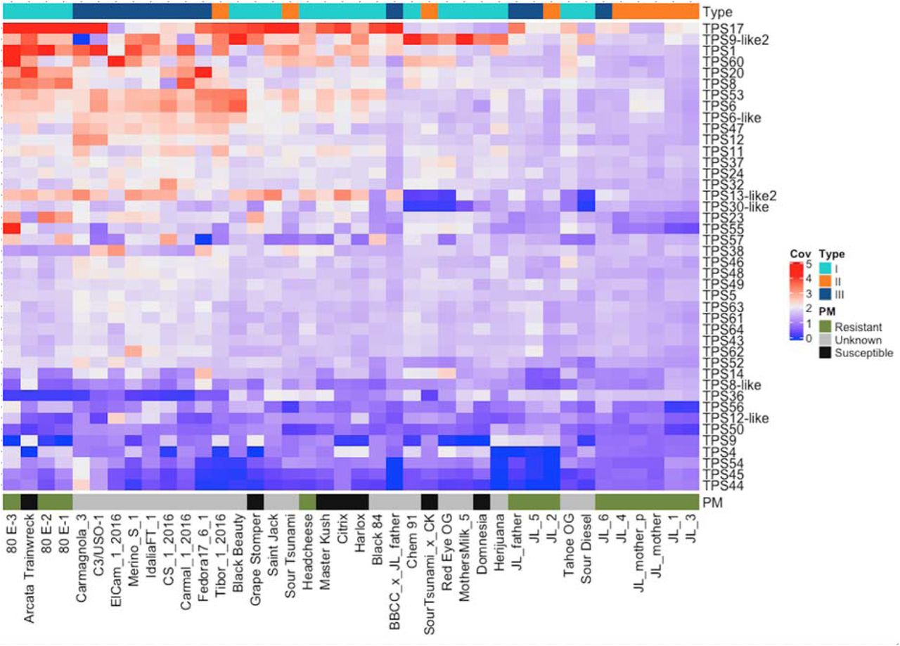 A) A copy number variation (CNV) heatmap of 42 confirmed terpene synthase (TPS) genes. Red is increased copy number and blue represents deleted CsTPS genes.