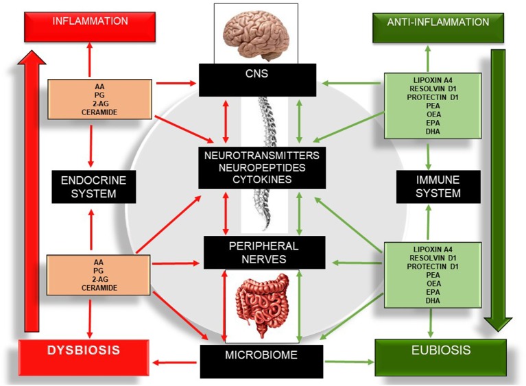 Schematic illustration of the bidirectional communication network involving the gut–brain axis and the different bioactive lipid members, as well as their roles in inflammation, the microbiome, and the expression of cytokines, neuropeptides, and neurotransmitters. Red arrows indicate pro-inflammation. Green arrows indicate anti-inflammation. The left side of the figure describes the pro-inflammatory actions of several bioactive lipids, which in turn drive a sustained net of inflammatory processes, increasing neuroinflammation, neurodegeneration, dysbiosis, and enteric and skeletal muscle tissue damage. The right side of the figure describes the anti-inflammatory effect of several bioactive lipids and their influences on the central nervous system, peripheral nerves, and microbiome. 2-AG, 2-Arachidonoylglycerol; CNS, Central Nervous System; DHA, Docosahexaenoic Acid; EPA, Eicosapentaenoid Acid; OEA, Oleoilethanolamide; PEA, Palmitoylethanolamine; PG, Prostaglandins.