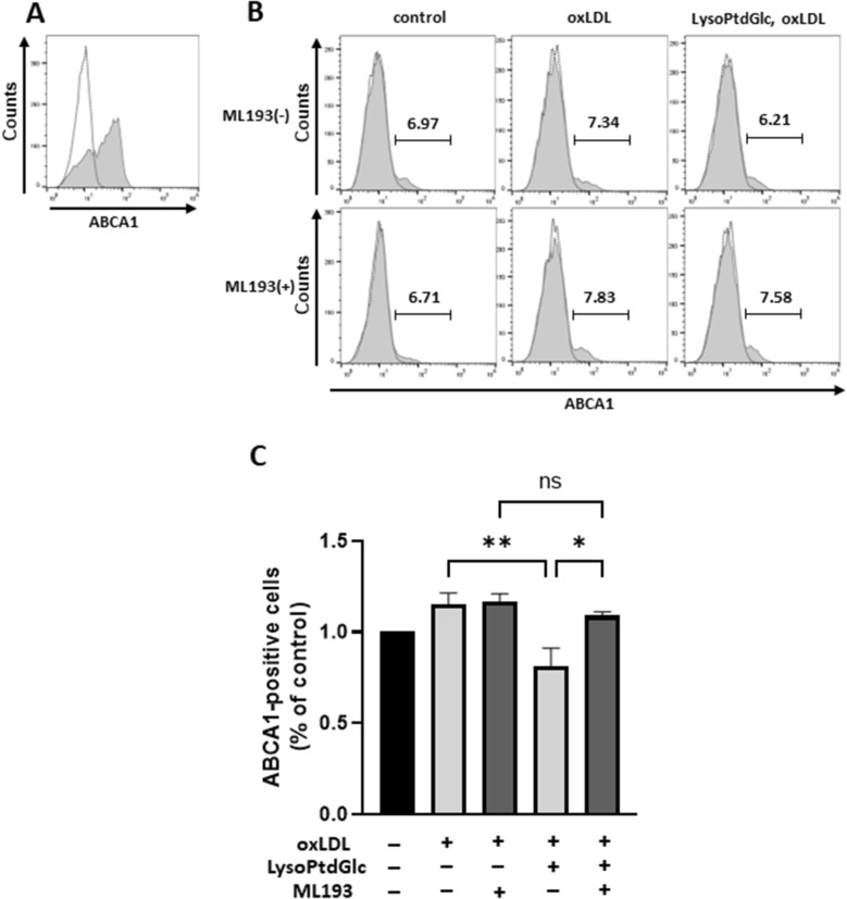 LysoPtdGlc/GPR55 signaling reduces surface expression of ABCA1 on M2c macrophages. ABCA1 expression in M2c macrophages was analyzed by flow cytometry. (A) Cells were fixed, permeabilized with digitonin, and stained with anti-ABCA1 antibody. And then, the cells were stained with Alexa Fluor 488 conjugated secondary antibody. A representative histogram from three independent experiments is shown. Dotted line, isotype control. Solid line, anti-ABCA1 antibody. (B,C) ABCA1 surface expression was analyzed by flow cytometry. Cells were treated with ML193 for 2 h, stimulated with 10 nM lysoPtdGlc for 2 h, and incubated with 50 µg/mL oxLDL for 24 h. Representative histograms from three independent experiments are shown (B). Percentages of ABCA1-positive cells were normalized to those of non-treated cells (C). Bars represent mean ± SEM from three independent experiments.