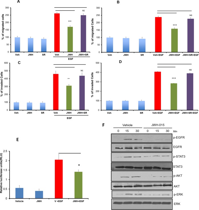 CNR2 activation inhibits EGF/EGFR signaling in ERα- breast cancer cellsSUM159 A. or MDA-MB231 B. cells were treated with JWH-015 for 24 hours and subjected to transwell migration assay in presence or absence of EGF (100 ng/ml) and specific CNR2 blocker SR-144528. SUM159 C. or MDA-MB231 D. cells were treated with JWH-015 for 24 hours and subjected to transwell invasion assay in presence or absence of EGF (100 ng/ml) and specific CNR2 blocker SR-144528. Number of migrated or invaded cells were counted and plotted as % of control. NS = non significant. E. SUM159 cells were treated with vehicle or JWH-015 in presence or absence of EGF and subjected to NF-kB luciferase reporter assay. F. SUM159 cells were treated with vehicle or JWH-015, stimulated with EGF (100 ng/ml) for 15 or 30 minutes then cell lysates were used for western blot analysis for the indicated proteins.