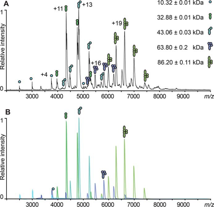 A, original spectra and exemplified Massign simulations of the formed complexes to determine complex ratios; top, representative spectrum of the reformed complexes containing RBSKO CTP1L mutant species equimolar (1:1) to CBDHis with the assigned complexes of CBDHis, FL monomer, FL heterodimer, 1:3 heterotetramer, and 2:2 heterotetramer. Filled circles, CBD; filled juggling clubs, full-length protein. B, the spectra shown were simulated for each protein species assigned in the original spectrum. The peak simulations were used to determine the percentages of the protein complexes by comparing their integrated peak area.