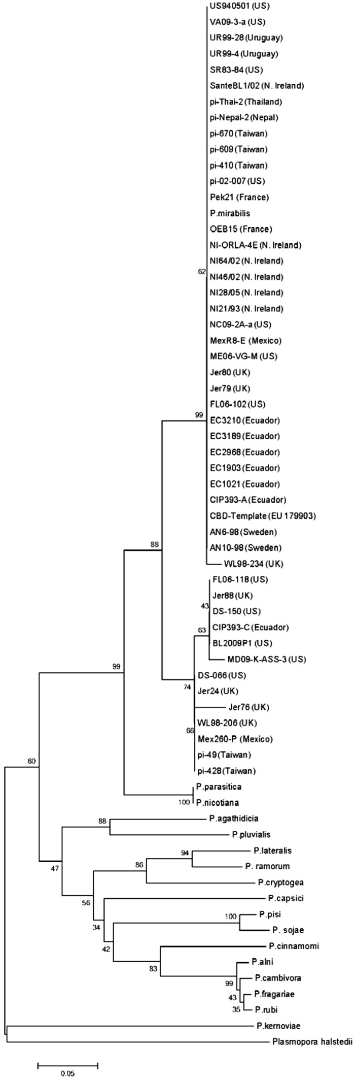 Phylogenetic analysis generated using the MEGA6 neighbor-joining method. Bootstrap values (500 replicates) are shown at the nodes. Scale bar represents evolutionary distances computed using the p-distance method (units being the number of amino acid substitutions per site)