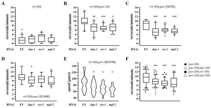 Genetic reduction in GPCRs coupled to stimulatory G proteins ameliorates hyperactive locomotion in goa-1 mutants. RNAi-mediated silencing of GPCRs coupled to stimulatory G proteins was performed in goa-1 mutant backgrounds using the RNAi-hypersensitive rrf-3(pk1426) null (0) strain. (A) Locomotor behavior of rrf-3(0) animals treated with the empty vector (EV) or RNAi targeting dop-1, ser-1, or mgl-2. (B–E) Reversal rate measured in goa-1(0), goa-1[S47G], goa-1[R209H], and goa-1[E246K] animals upon RNAi-mediated knockdown of the target genes. (F) Validation of RNAi results using a genetic loss-of-function approach. The reversal rate was measured in goa-1(0) animals crossed with dop-1, ser-1, or mgl-2 knockout strains. Data are expressed as mean ± SEM of at least three independent assays and are normalized to EV-treated controls. Statistical analysis was performed using an unpaired t-test with Welch’s correction (* p < 0.05; ** p < 0.01; *** p < 0.005). The number of animals tested are reported in Tables S6–S8.