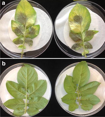 Detached leaflets were inoculated with Phytophthora infestans sporangia and zoospores, then incubated for 6 days. a Bintje controls are fully susceptible to P. infestans US 11. b Sarpo Mira is fully resistant. A subset of progeny from the B7x Sarpo Mira cross is fully resistant to late blight as shown in Table 1