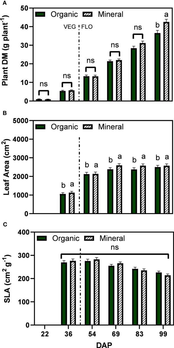 Least square means (±standard error) of (A) plant dry matter (DM), (B) plant leaf area, and (C) specific leaf area (SLA) for the organic and mineral fertilizer treatment and six harvest dates (Days after planting, DAP). For each harvest date, means with at least one identical letter are not significant different from each other according to Fisher’s LSD test with α=0.05. Values with (ns) are not significantly different from each other according to global F-test. The dashed line marks the conversion of the vegetative (VEG) to flowering (FLO) stage after 36 DAP. For (B), letters are based on marginal mean comparisons and were repeatedly presented for each DAP.