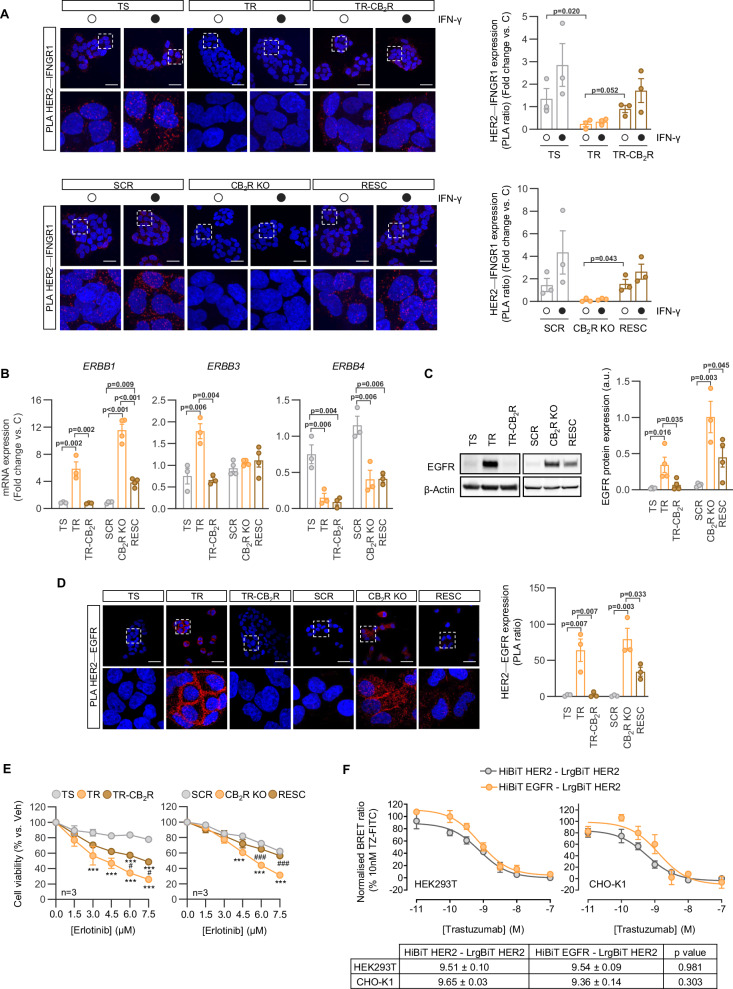 Trastuzumab resistance driven by CB2R downregulation relies on HER2 heterodimer reorganization.A Representative HER2-IFNGR1 PLA images (left) and quantification (right) in the BT474-derived cells before and after IFN-γ treatment. Red: PLA signal; blue: nuclear staining (DAPI). Scale bar, 50 μm. B mRNA expression levels, determined by qPCR, of HER receptor family members. C Representative Western blot analysis (left) and densitometry quantification (right) of EGFR expression. D Representative HER2-EGFR PLA images (left) and quantification (right) in the BT474-derived cell lines. E Viability of the indicated cell lines in response to the selective EGFR inhibitor erlotinib. F Competition NanoBiT ligand-binding studies between trastuzumab-FITC (10 nM) and unlabeled trastuzumab to HiBiT-HER2 – LrgBiT-HER2 (gray circles) or HiBiT-EGFR—LrgBiT-HER2 (orange circles) expressed in HEK293T (left panel; n = 5) or CHO-K1 (right panel; n = 3) cells. Data are expressed as % of total trastuzumab-FITC binding in the absence of competitor (100%) and vehicle alone (0%). All data were normally distributed and analyzed using two-tailed ANOVAs [two-way in panel (E); one-way in the rest of panels]. *** p < 0.01 vs. TS (left) or SCR (right); # p < 0.05, ### p < 0.001 vs. TR (left) or CB2R KO (right).