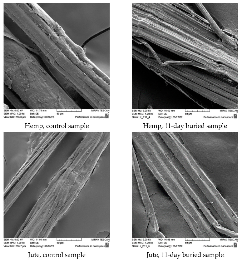 SEM images (×1000) of control and fibers after 11 days of burial.