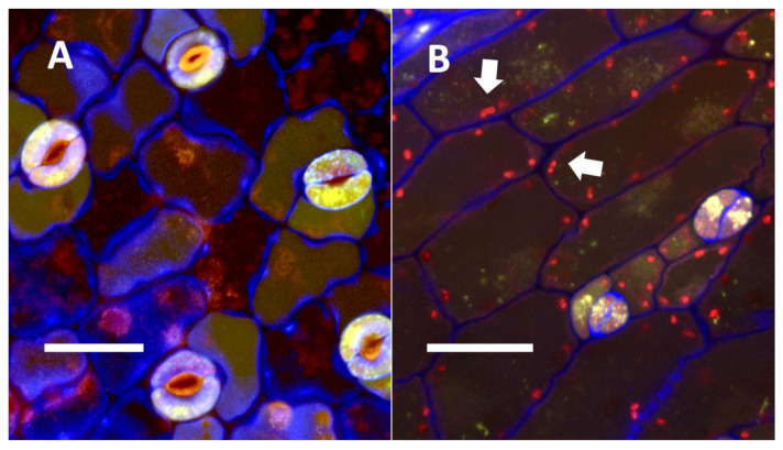 Confocal image of seedling leaves with and without mCherry-tagged bacteria (Klebsiella oxytoca) within epidermal cells. (A) Uninoculated control of Trifolium pratense leaf from inoculation experiment without mCherry-tagged bacteria within leaf epidermal cells (Bar = 10 µm). (B) Inoculated leaf of Trifolium pratense from inoculation experiment with red mCherry-tagged bacteria (arrows) within leaf epidermal cells (Bar = 10 µm).