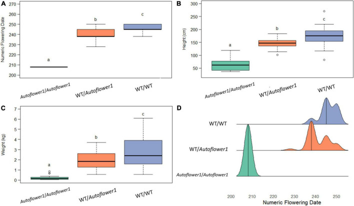 Effect of genotype at Autoflower1 on agronomic traits. (A) Numeric (ordinal) flowering day. (B) Height, measured from base to tip at end of season. (C) Wet biomass. (D) Density ridge plot of flowering times within groups. Letters depict Tukey post-hoc test groupings (α = 0.05).