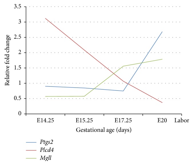 Proposed relationship of the 3 differentially expressed genes Ptgs2, Plcd4, and Mgll from mid to late gestation from qPCR results.
