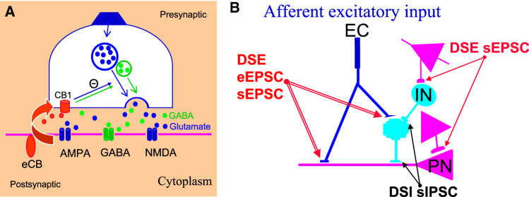 Retrograde communication among neurons and terminals within amygdala. (A) The eCB cascade is similar whether the postsynaptic neuron receives cortical inputs or the neurotransmitter release from other cells. Modified (Kodirov et al. 2010). (B) Sites of DSE and DSI, types of ultrashort-term plasticity, in lateral amygdala. DSE of eEPSC refers to experimentally evoked glutamate release as the same may occur spontaneously (sEPSC). (DSE and DSI) Depolarization-induced suppression of excitation and inhibition, (EPSC and IPSC) excitatory and inhibitory postsynaptic currents, (IN) interneuron, (PN) principal or pyramidal neuron.
