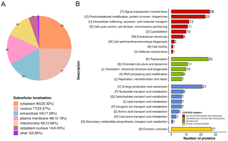 Classification of 316 differentially expressed proteins (DEPs) in the Baicalin groups and Control groups. (A) Subcellular localization classification. (B) Clusters of orthologous groups (COG)/clusters of eukaryotic orthologous groups (KOG) of DEPs.