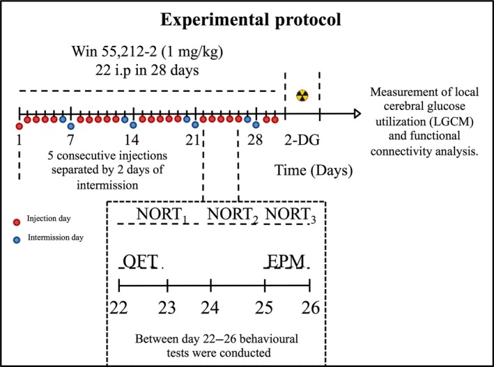 Scheme depicting the treatment schedule and overall experimental protocol. Over 30 consecutive days mice were treated with 22 intraperitoneal (i.p.) injections with WIN 55,212‐2 or vehicle control. Behavioural tests were performed between days 22 and 26; as indicated in the inset. The habituation phase of novel object recognition test (NORT) was initiated on day 22, simultaneously with the open field test (OFT). The habituation continued on the days 23 and 24. The training phase of NORT was performed on day 25. On day 26 the test phase of NORT was performed. Immediately after the NORT animals were placed in the EPM to assess anxiety‐like behaviour. Subsequently, 24 h after the final WIN 55,212‐2 treatment, animals underwent the 14C‐2‐deoxyglucose brain imaging protocol. From the initial 40 animals, one animal of the control group was excluded by post‐analysis (outlier, p < 0.05); thus, 19 control and 20 WIN 55,212‐2‐treated mice were used in the behavioural assays and 10 control and 10 WIN 55,212‐2‐treated mice were used in the 14C‐2‐deoxyglucose brain imaging study.