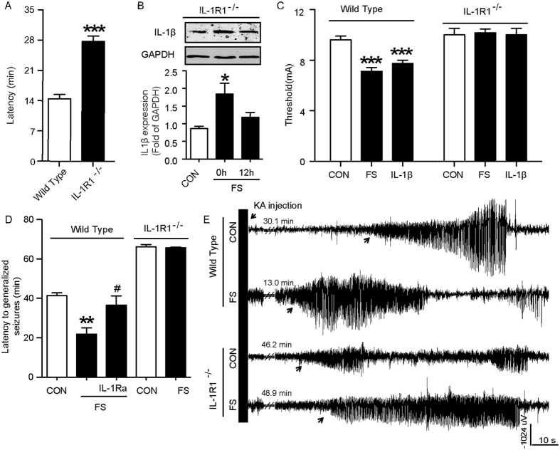The effect of IL-1β on seizure susceptibility after prolonged FS requires its receptor IL-1R1.(A) Latency to the onset of FS, which is a reliable measure of susceptibility, in wild-type and IL-1R1−/− mice (three experiments; two-tailed Student’s t-test, n = 8/group). (B) Representative Western blots of IL-1β from hippocampi of IL-1R1−/− mice, while GAPDH was used as loading control. (C) Seizure threshold of MES-induced generalized seizures of wild-type and IL-1R1−/− mice after FS or IL-1β treatment (two to three experiments; n = 10 for control group, n = 9 for FS and IL-1β in wild-type mice, n = 8 for FS and IL-1β in IL-1R1−/− mice). Latency to KA-induced generalized seizures in wild-type (D) and IL-1R1−/− mice (E) after FS (two-tailed Student’s t-test, n = 8/group). (F) Representative EEG tracings of mice following KA injection. The arrow indicates the onset of electrographic seizure. **P < 0.01, ***P < 0.001compared to control group. One-Way ANOVA with Turkey’s post-hoc test for multiple groups. Error bars indicate S.E.M.