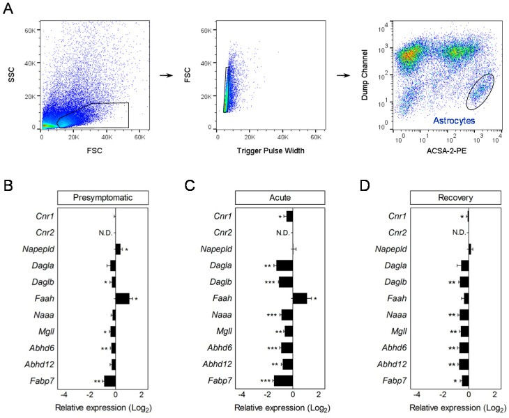 Early-onset deregulation of endocannabinoid system genes in astrocytes during EAE. (A) Representative dot-plots depicting FACS strategy for the purification of astrocytes from the CNS of EAE mice. Astrocytes were sorted as ACSA-2+ cells following the exclusion of contaminating microglia/macrophages and hematopoietic cells (CD11b+/CD45+), oligodendrocytes (O1+), oligodendrocyte progenitors (A2B5+), and endothelial cells (CD31+) grouped in a dump channel. (B–D) Histograms represent fold changes in the relative expression of endocannabinoid activity genes in cells sorted during presymptomatic (B), acute (C), and recovery (D) phases of the EAE compared to astrocytes from non-immunized mice purified in parallel (n = 5–6 mice group). Changes in relative expression were determined as log2. N.D., not detected. * p < 0.05; ** p < 0.01; *** p < 0.001; referred to naïve astrocytes by Student’s t-tests or Mann–Whitney U-tests.