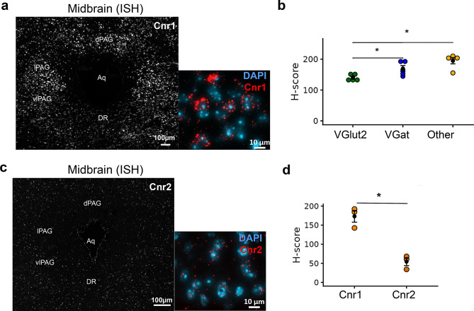 Localization of eCB cognate receptors (Cnr1/Cnr2) transcripts in the midbrain periaqueductal gray (PAG). (a) Distribution of Cnr1 in all subdivisions of the PAG. (b) Dotplot shows comparison of ISH Cnr1 H-score among VGlut2+, VGat+ neurons and other cell types (DAPI+ cells) in the PAG. (c) Image showing the sparse expression of Cnr2 in different subdivisions of the PAG. (d) Comparison of H-score between Cnr1 and Cnr2 demonstrates the predominance of Cnr1 in the PAG (H-score, n = 3–4 mice/cell type)