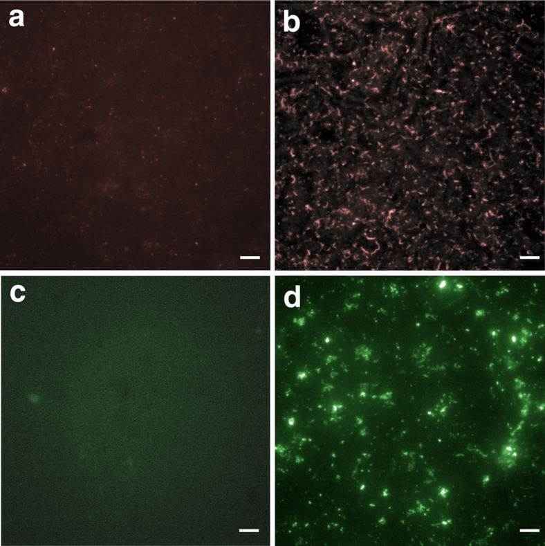 VCBP-C associates with bacteria in a Shewanella sp. biofilm.Shewanella were stationary-cultured in the presence of VCBP-C. Immunofluorescent staining detected VCBP-C bound to the bacteria of the biofilms using anti-VCBP-C (Alexa Fluor 594, red). (a) Control stain (no addition of VCBP-C) using primary and secondary antibodies, (b) VCBP-C-positive biofilm. SIgA influences biofilm formation in a non-pathogenic E. coli strain. (c) Control stain (no addition of SIgA) using fluorescently tagged anti-IgA antibodies and (d) SIgA-positive biofilm. Scale bars, 20 μm.