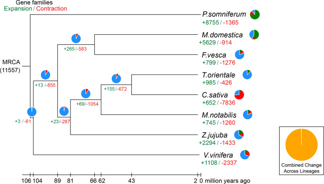 Fourfold degenerate site (4DTv) value distribution.Green numbers represent the number of gene families present when a species expanded during evolution, and red numbers represent the number of gene families present when a species contracted during evolution