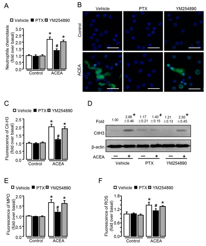 Gαi/o signal is involved in CB1-mediated chemotaxis and NETosis in vitro. (A) ACEA-induced neutrophil chemotaxis pretreated with Gαi/o inhibitor PTX or Gαq inhibitor YM254890. (B,C) Representative images and quantification of CitH3 immunofluorescent staining (green) and NETosis in ACEA-treated neutrophils pretreated with PTX or YM254890. The nuclei were stained with DAPI (blue). Scale bars, 20 μm. (D) CitH3 protein level with PTX or YM254890 pretreatment was examined by Western blot. (E) Quantification of myeloperoxidase (MPO) immunofluorescence with pertussis toxin (PTX) or YM254890 pretreatment. (F) ROS burst in ACEA-treated neutrophils with or without PTX or YM254890 pretreatment. Data are presented as the mean ± SEM. N = 4 per group. * p < 0.05 vs. control. # p < 0.05 vs. ACEA-treated alone.
