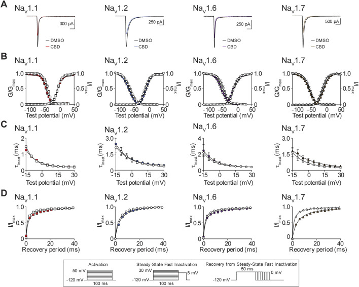 Biophysical effects of CBD on the NaV1.1, NaV1.2, NaV1.6 and NaV1.7 channels. (A) Representative current traces in the presence of vehicle DMSO () or IC50 concentration of CBD for each channel (NaV1.1: 18.5 μM ; NaV1.2: 18.4 μM ; NaV1.6: 16.6 μM ; NaV1.7: 11.9 μM ). (B) Voltage-dependence of normalized peak conductance (G/Gmax) and SSFI (I/Imax) in the presence of vehicle DMSO (open symbol) or IC50 concentration of CBD for NaV1.1 (; n = 20), NaV1.2 (; n = 12), NaV1.6 (; n = 17), or NaV1.7 (; n = 17). Boltzmann curves were fitted to pooled averages of peak conductance. (C) Time constant of steady-state fast inactivation (τinact), as a function of voltage, in the presence of DMSO vehicle (open symbols) or IC50 concentration of CBD for each channel (closed symbols). (D) Recovery of channel availability from fast inactivation as a function of time, in the presence of DMSO vehicle (open symbols) or IC50 concentration of CBD (closed symbols) for each channel. Data points are mean ± SEM of independent cells. Inset: Schematics of the voltage protocols used to generate data for Figures 6–8.