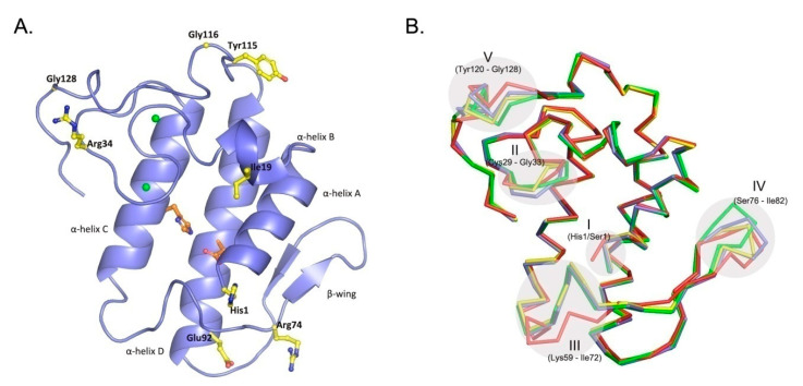 Overall three-dimensional structure of the CBd isoform. (A) Crystal structure of CBd, with distinguishing residues at positions 1, 19, 34, 74, 92, 115, 116, and 128 shown in yellow stick representation. The α-helices A–D and the β-wing are labeled and the His48/Asp99 pair of the catalytic site is shown in red. (B) Superposition of the α-carbon backbones of the four natural CB isoforms which have been crystallographically resolved: CBa2 (pdb 2QOG, polypeptide chain A) in red, CBb (pdb 3R0L, polypeptide chain D) in green, CBc (pdb 2QOG, polypeptide chain B) in yellow and CBd (this study, pdb 6TMY) in blue. Five conformationally variable or flexible regions are indicated (see text).