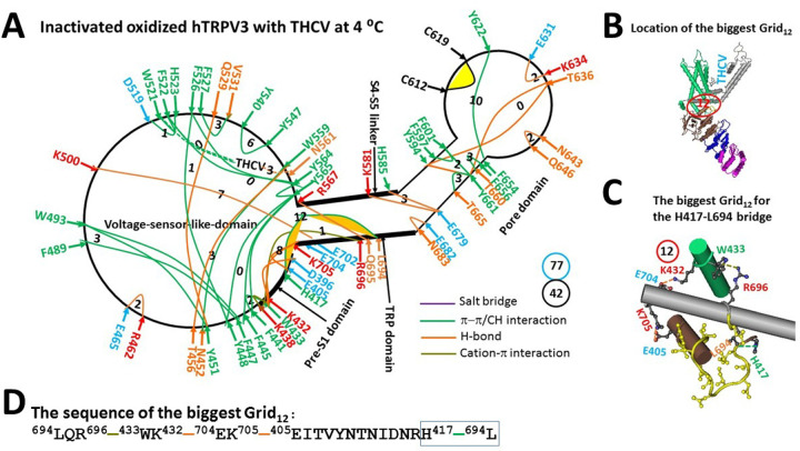 The grid-like noncovalently interacting mesh network along the PC-dependent minimal gating pathway of the oxidized hTRPV3 channel with THCV bound in an inactivated state at 4 °C.(A) The thermoring structure based on cryo-EM data of a single subunit of the oxidized and inactivated hTRPV3 channel in cNW30 nanodiscs at 4 °C (PDB ID, 8V6M). The pore domain, the S4-S5 linker, the TRP domain, and the pre-S1 domain are indicated by black arrows except the VSLD. Salt bridges, p interactions, and H-bonds between paired amino acid side chains along the PC-dependent minimal gating pathway from D396 to K705 are marked in purple, green, and orange, respectively. The specific grid sizes needed to control the least-stable noncovalent interactions in the grids are labeled with black numbers. The H417-L694 p interaction in the biggest Grid12 is highlighted. The total grid sizes and the total grid size-controlled noncovalent interactions along the PC-dependent minimal gating pathway are shown in the cyan and black circles, respectively. (B) The location of the biggest Grid12 (C) The structure of the biggest Grid12 with a 12-residue size to control the H417-L694 p interaction at the pre-S1/TRP interface. (D) The sequence of the biggest Grid13 to control the H417-L694 p interaction highlighted in the blue box.