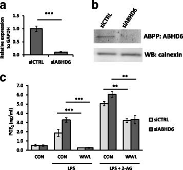 ABHD6 siRNA knockdown did not reduce PGE2 production. a qRT-PCR of ABHD6 transcript normalized to GAPDH, 24 h after transfection with ABHD6-specific siRNA. b Membrane fraction prepared from the transfected cells after 48 h transfection was reacted with the ABHD6-specific HT-01 probe for 30 min to detect active ABHD6 enzyme, followed by western blotting of calnexin as a loading control. c Cell cultures after 48 h transfection were replaced with fresh medium with LPS (0.1 μg/ml), WWL70 (10 μM), or 2-AG (10 μM). The culture medium was collected after 18 h incubation and employed PGE2 EIA. Data are analyzed with two-way ANOVA and represented as mean ± SD (n = 3). Double or triple asterisks denote p < 0.01 or 0.001, respectively