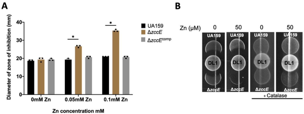 Disruption of Zn homeostasis increases H2O2 sensitivity in the zccE strain. (A) Growth inhibition zones for S. mutans UA159, ΔzccE, and ΔzccEComp strains grown on BHI agar with or without Zn supplementation and exposed to filter paper discs saturated with 0.25% H2O2. Two- way ANOVA was used to determine significance (*, p <0.05). (B) Growth inhibition zones of S. mutans UA159 and ΔzccE strains by peroxigenic S. gordonii DL-1 spotted on BHI agar with or without 50 μM Zn supplementation. The S. mutans-S. gordonii competition assay was repeated with catalase overlaid onto the S. gordonii spot to inactivate H2O2. Images are representative of results from three independent experiments.