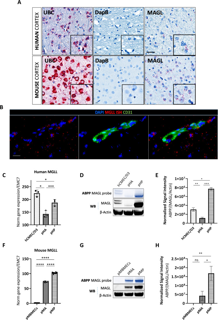 MAGL is expressed in the human and mouse cortex and is active at the level of the NVU (endothelial cells, astrocytes and pericytes).(A) Confirmation of MAGL mRNA expression by in situ hybridization (RNAScope) in human and mouse cortical brain tissue sections. Representative images show human and mouse brain cortical sections hybridized with MAGL RNAScope probes, then treated with chromogenic Fast Red substrate used for the detection of UBC (positive control for RNA integrity), dapB (negative control) and MAGL mRNA. Tissue sections counterstained with hematoxylin (n = 2). Scale bar = 20 μm. MAGL mRNA is expressed in close proximity to but does not co-localize with endothelial cells. (B) Immunofluorescence of mouse brain tissue sections (previously hybridized with MAGL mRNA) stained with an anti-CD31 antibody (green) to label endothelial cells (n = 2). Scale bar = 20 μm. MAGL is expressed and active in NVU cells. Human (C-E) and mouse (F-H) BMECs (hCMEC/D3 or pMBMEC), primary astrocytes (pHA or pMA) and primary pericytes (pHP or pMP) were used to assess MAGL expression within the NVU. Relative MAGL gene expression levels in human (C) and mouse (F) NVU cells measured by droplet digital qRT-PCR. Relative MAGL gene expression is normalized to housekeeping gene EMC7 (n = 3, mean ± SD, one-way ANOVA with Tukey’s post hoc test, ns = not significant, *p < 0.05, **p < 0.01, ***p < 0.001, ****p < 0.0001). MAGL activity (ABPP) and total MAGL protein (western blot) in human (D, E) and mouse (G, H) NVU cells. Active MAGL was quantified as the average intensity of the total detectable MAGL signal divided by total MAGL protein/β-actin signal (n = 2, mean ± SD, one-way ANOVA with Tukey’s post hoc test, ns = not significant, *p < 0.05, **p < 0.01, ***p < 0.001, ****p < 0.0001).
