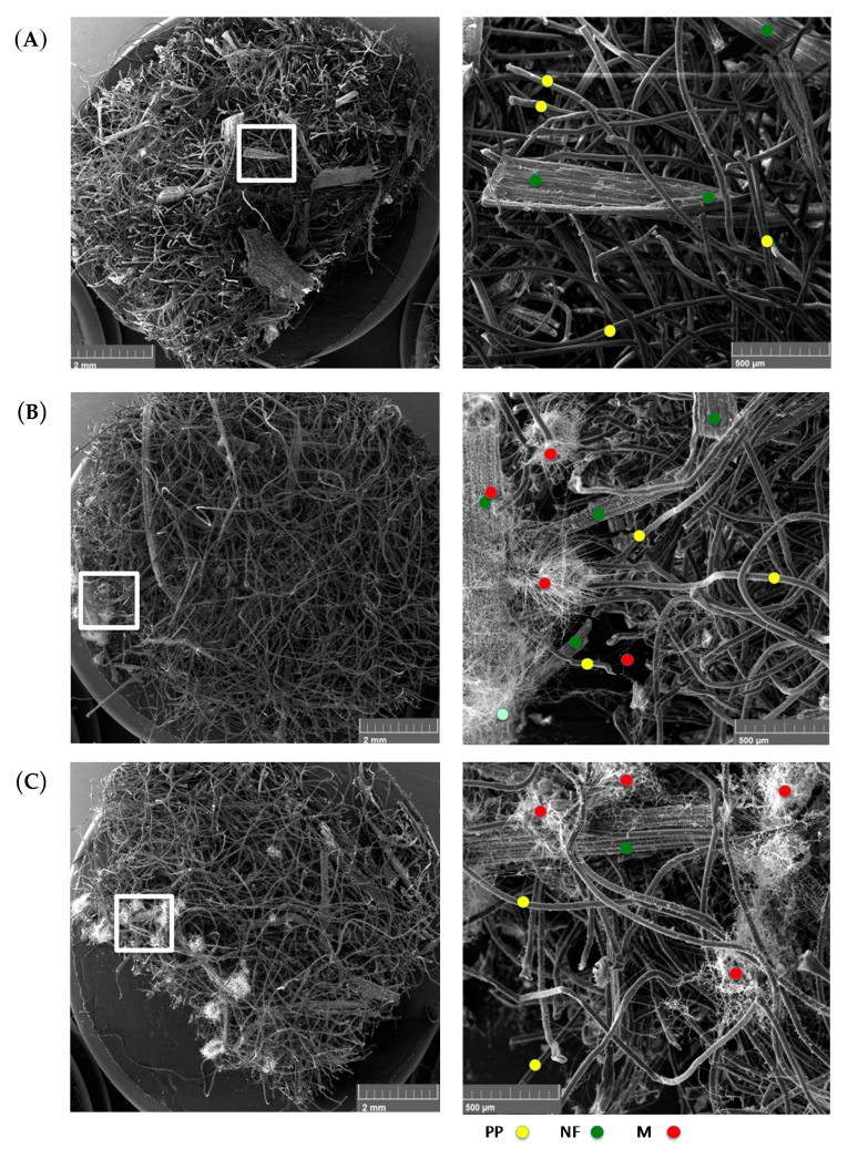 Scanning electronic microscope (SEM) micrographs with low (left) and high (right) magnification for the hemp-PP dry mats at t28, under different exposure conditions. The conditions included (A) no water-no fungi, (B) yes water-no fungi, and (C) yes water-yes fungi. It is noticed that fungi grew on the natural fibers under wet ambient conditions, i.e., without the addition of any fungi, as in (B), indicating that there have been omnipresent fungal species in the material prior to its processing. Notice the extent and distribution of fungal growth in (C). Yellow, green and red circles indicate the presence of sample PP fibers, natural fibers, and mycelium fungus.