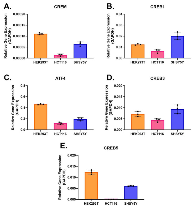 Endogenous expression of cAMP response elements (CREs)-related transcription factors in untreated HEK293T, HCT116 and SHSY5Y cells. The expression of CRE-related transcription factors, including cAMP-responsive element modulator (CREM; (A)), cAMP response element-binding proteins (CREB 1, 3 and 5; (B,D,E)), and activating transcription factor 4, (ATF4, previously known as CREB2; (C)), were measured in all three cell lines. Expression of transcription factors was compared to the expression of GAPDH. Data are represented as mean ± S.D. with individual replicates shown (N = 3). The statistical differences were evaluated by ordinary one-way ANOVA followed by Tukey’s multiple comparison test for each transcription factor (no significance).