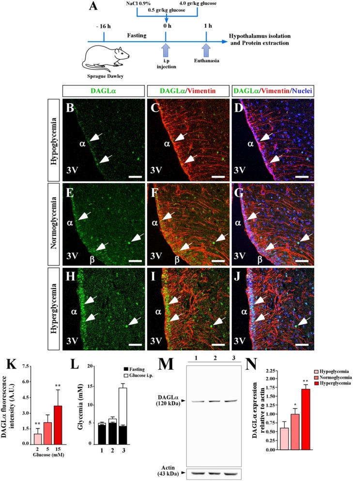 Effect of extracellular glucose on the expression of DAGLα in the basal hypothalamus. (A) Scheme of the experimental protocol. (B–J) Confocal microscopy of a coronal section (40 μm) of rat hypothalamus stained with anti-DAGLα (green), anti-vimentin (red) and TOPRO-3 as a nuclear marker. Hypoglycemia (B–D), normoglycemia (E–G), and hyperglycemia (H–J). Scale bar: 100 μm. (K) Quantitative analysis of nuclear fluorescence for DAGLα in tanycytes expressed in arbitrary units (AU). (L) Glycemia recorded after fasting (black bars) and 1 h after glucose injection (white bars). (M) Detection of DAGLα in total protein extract (50 μg) of periventricular hypothalamus of adult rats by Western blot analysis, showing the entire gel for demonstrating the specificity of the DAGLα antibody. (N) Densitometric analysis of the Western blot for DAGLα. In L and M 1, 2 and 3 are hypoglycemia, normoglycemia, and hyperglycemia conditions, respectively. Bars represent average ±S.D. 3V: third ventricle. *p < 0.05, **p < 0.01. Bar size 80 μm.