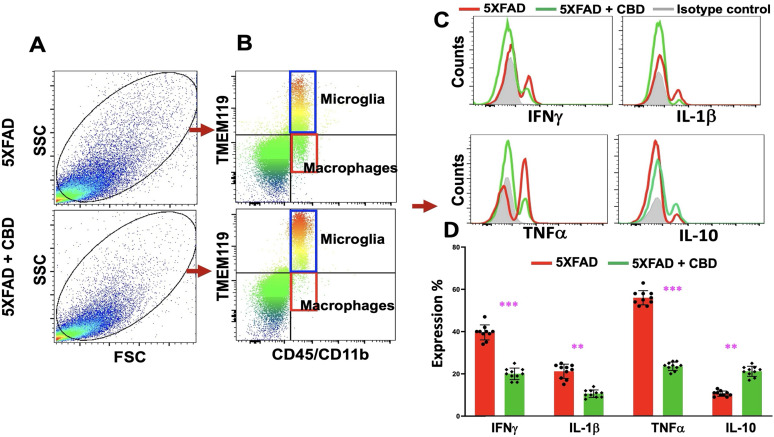 Inhaled CBD modulates the proinflammatory immune profile in mice with AD. A, Flow cytometry dot plots show total brain cells from untreated (top panel) and CBD-treated (bottom panel) 5xFAD mice, with live gating based on forward scatter (FSC) and side scatter (SSC) parameters. Data are representative of three independent experimental cohorts. B, Flow cytometry distinguishes resident microglia (CD45+/loCD11b+TMEM119+) from infiltrating macrophages (CD45+/hiCD11b+TMEM119−). CBD treatment reduced the frequency of infiltrating macrophages, suggesting attenuation of inflammatory responses. C, Intracellular cytokine staining revealed a significant reduction in proinflammatory cytokine production (IFN-γ, TNF-α, IL-1β) in CBD-treated mice, accompanied by enhanced production of the anti-inflammatory cytokine IL-10, relative to untreated controls. D, Quantitative analysis of cytokine profiles is presented as histograms, displaying all individual data points (n = 10 mice per group). The dataset shown is representative of three biologically independent experiments, each yielding consistent results. Significant differences were noted between groups (**p < 0.05; ***p < 0.001).