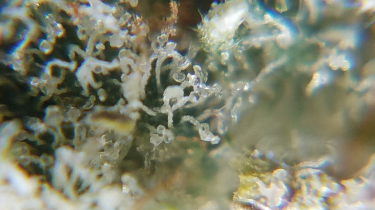 Abnormal trichome growth on marijuana plant.