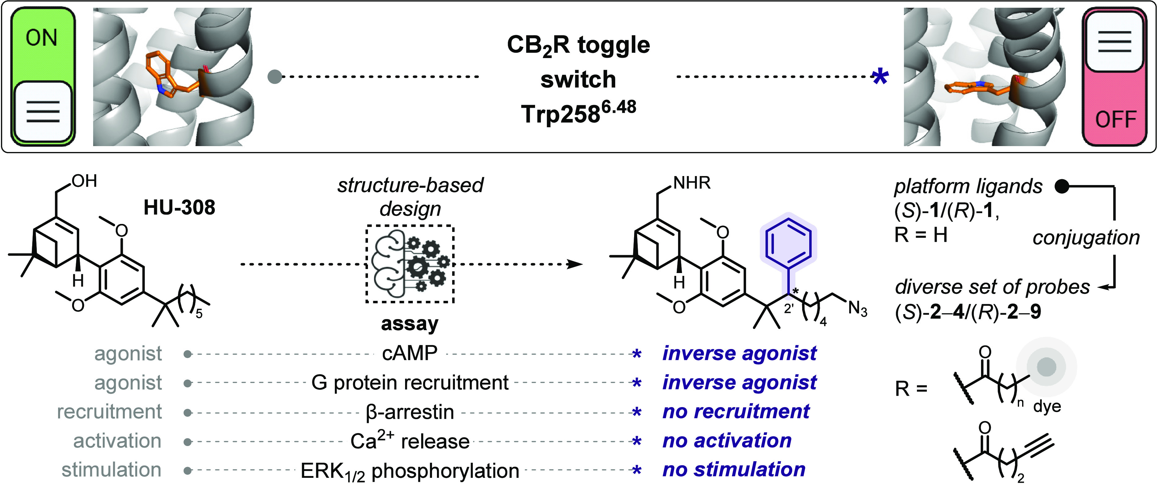 Novel Structure-Based Design of HU-308-Derived CB2R-Selective Inverse Agonists That Actuate Trp2586.48 Toggle Switch