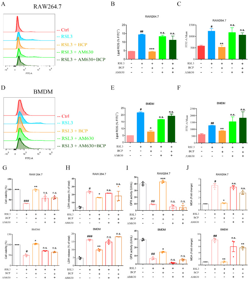BCP inhibits macrophage ferroptosis by activating the CB2R. RAW264.7 macrophages or BMDMs were treated with 500 nM RSL3 in the presence of BCP (20 μM), CB2R antagonist AM630 (5 μM) or both AM630 and BCP for 6 h. (A–F), Representative flow cytometry images, percentage of lipid ROS and fluorescence intensity showing lipid peroxidation of RAW264.7 macrophages and BMDMs after different treatments. (G), Cell viability of RAW264.7 cells and BMDMs was measured using CCK-8 assay kit. (H), Release of LDH in cell supernatants was measured using LDH assay kit. (I), GPX activity was determined using GPX activity kit. (J), The concentrations of MDA were determined using TBARS assay. Data are presented as the mean ± S.E.M. n.s., not significant, # p < 0.05, ## p < 0.01, ### p < 0.001 versus control group; * p < 0.05, ** p < 0.01, *** p < 0.001 versus RSL3 treatment group. All data are combined from at least three independent experiments. AM630, 6-Iodopravadoline; BCP, β-caryophyllene; BMDM, bone marrow-derived macrophage; Fer−1, ferrostatin−1; GPX, glutathione peroxidase; LDH, lactate dehydrogenase; MDA, malondialdehyde; RSL3, ras-selective lethal small molecules 3.