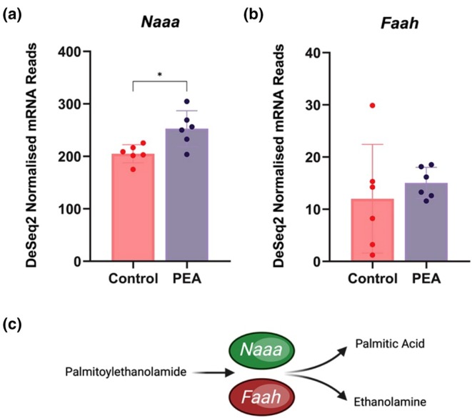 DESeq2 normalized mRNA reads for (a) N acylethanolamine acid amidase (Naaa) and (b) fatty acid amide hydrolase (Faah). (c) graphical representation of the role Naaa and Faah enzymes play in PEA metabolism.