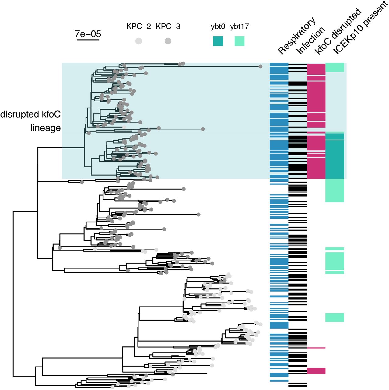 Select epidemiologic and genomic features visualized on the phylogeny indicate that a sub-clade of ST258 clade II may exhibit enhanced niche-specific adaptation and virulence.ST258 maximum likelihood phylogeny with the tip labels colored by KPC gene. The blue box indicates the sub-lineage with apparent altered niche-specific adaptation that acquires an additional virulence locus. The heatmap beside the tree indicates information about the isolate. From left to right: if it is a respiratory isolate, if it is an infection isolate, if kfoC is disrupted, and if it contains ICEKp10. Disrupted kfoC was associated with infection in the overall and respiratory machine learning analyses and ICEKp10 presence was associated with infection in the overall analysis. The scale bar to the top left of the phylogeny shows the branch length in substitutions per site. ybt=Yersiniabactin; ybt0 and ybt17 are two ybtSTs defined by Kleborate.