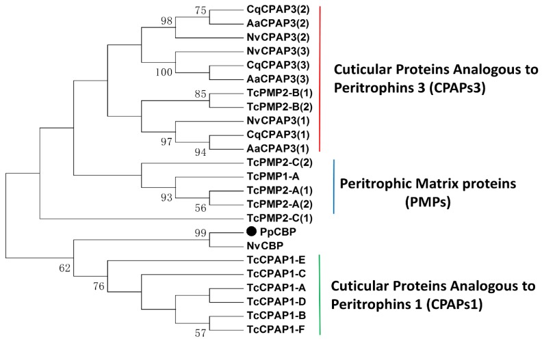 Phylogenetic analysis of the amino acid sequence of chitin binding domains within the cuticle proteins and peritrophic matrix proteins from the indicated insect species. The large dot highlights the PpCBP. The phylogenetic tree was constructed by using the maximum-likelihood method with a complete deletion of gaps. Numbers indicate bootstrap support values (%) based on 1000 replicates. The accession number of the orthologs from each species is listed in Table S1. Nv, Nasonia vitripennis; Tc, Tribolium castaneum; Cq, Culex quinquefasciatus; Aa, Aedes aegypti.