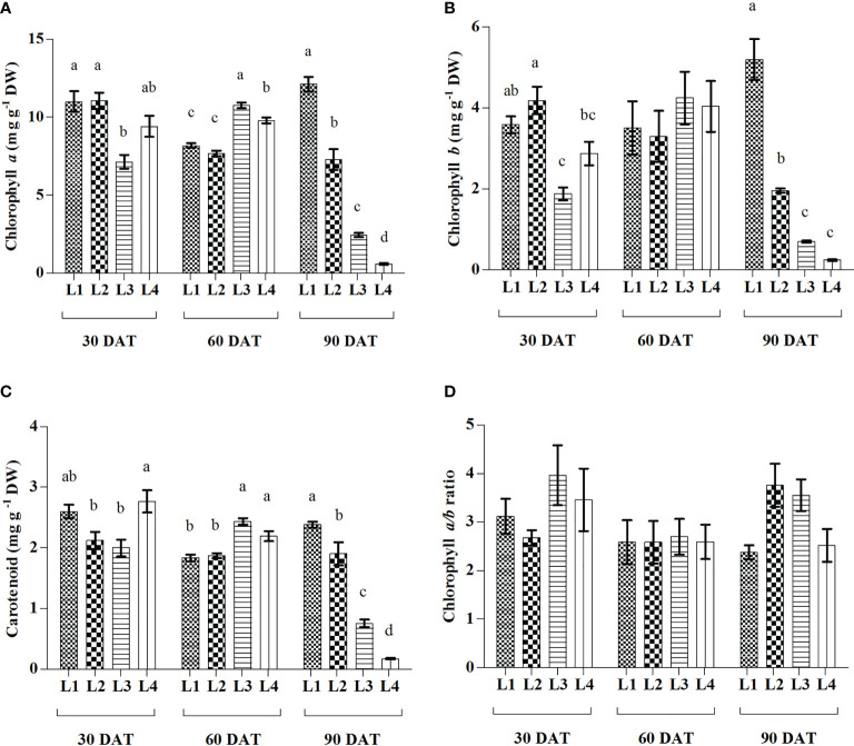 Effect of LED spectra on Chlorophyll a (A), Chlorophyll b (B), Carotenoid (C), and Chlorophyll a/b ratio (D) of hemp seedlings at 30, 60, and 90 DAT. Here and subsequent figures: L1, MW 240 (Red 35% + Blue 25% + Green 40%); L2, FS 240-UV (Red 40% + UVA and Blue 26% + Green 29% + Far red 5%); L3, MB 240 (Red 85% + Blue 15%); L4, PF 240 (Red 70% + Blue 30%). All treatments used a photosynthetic photon flux density of 300 µmol m−2 s−1. Column height indicates the mean, vertical bars indicate the standard error of the mean (n = 4), and different letters indicate significant differences at p < 0.05.