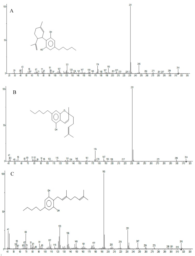 Fragmentation pattern of CBD (A), CBC (B) and CBG (C).