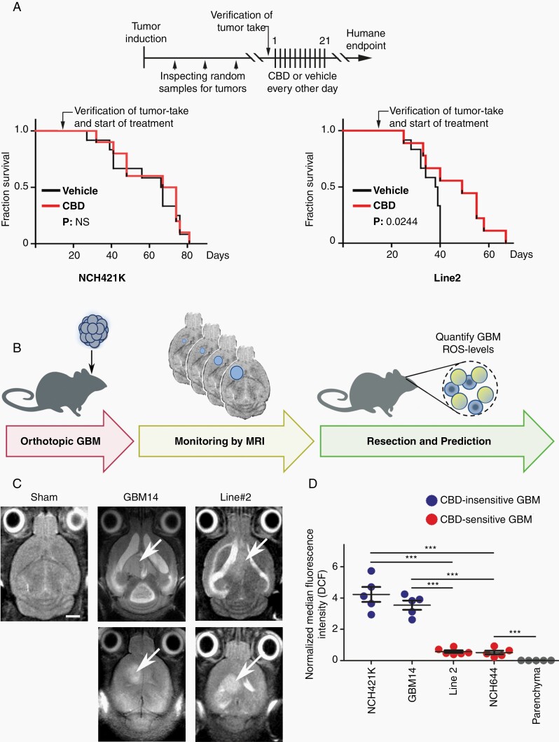 ROS (reactive oxygen species) levels of human GBM stem-like cells (GSC) biopsies predict therapeutic response to cannabidiol (CBD). (A) CBD-mediated therapeutic effects were tested in immune-deficient orthotopic models after confirming tumor growth (see schematic); CBD treatment (red lines) prolonged survival (as compared to controls; black lines) specifically in hGSC that were identified as CBD-sensitive (by in vitro tests). (B) Summary of workflow for data in (C) and (D): CBD-sensitive or -insensitive GBM were orthotopically implanted, longitudinally observed by MRI (as compared to sham-injected controls), resected (when tumor-volume reached 50 ± 10 mm3), and analyzed by flow cytometry. Representative T2-weighted MR images for tumor-free controls (sham), CBD-insensitive (GBM14) and CBD-sensitive (Line2) hGSCs are shown in (C). (D) Ex vivo flow cytometry reliably indicated that CBD-sensitive GBM have low ROS levels, whereas CBD-insensitive hGSCs were identified by high ROS content; ROS levels in tumor parenchymal cells (gray symbols) were stringently separated from tumors. Dots in (B) represent data from individual tumors. Statistical significance in (C) was investigated by 1-way ANOVA plus Tukey post hoc testing (**P < .005, ***P < .001); statistical values (P) for Kaplan-Meier studies are indicated (in C).