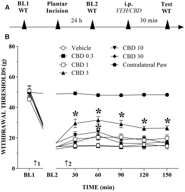 Reduction of tactile hypersensitivity by Cannabidiol (CBD). (A) Timeline of the protocol for the experiments; (B) The time-course of changes in the withdrawal thresholds (WT) measured in the operated and contralateral hind paws of the rats. Baseline (BL) was measured preoperatively (BL1) and 24 h postoperatively (BL2). Subsequently, the rat groups were treated with vehicle (VEH; n = 6) or CBD 0.3 to 30 mg/kg (n = 7–10), and WT was measured up to 150 min after injection. Arrows 1 and 2 indicate the times of surgery and intraperitoneal injection, respectively. Two-way ANOVA with Dunnett’s test: ∗p < 0.05 compared with vehicle. Data are means ± SEMs.