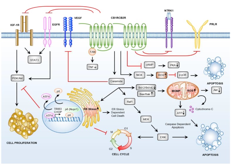 Cannabinoid induced anti-cancer crosstalk between G-protein-coupled receptor (GPCR) and non-GPCR signalling pathways is significant and complex. Cannabinoids interact with CB1R and CB2R and with non-cannabinoid receptors (CBRs) GPCRs (discussed in Section 3.3) to induce cancer cell death via promotion of cellular stress response pathways, increased ceramide synthesis, and reduced oncogenic growth and proliferation signalling.